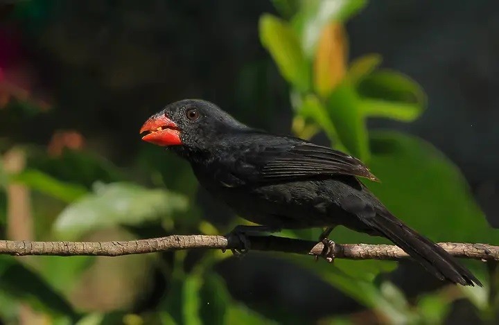 características do bico-de-pimenta