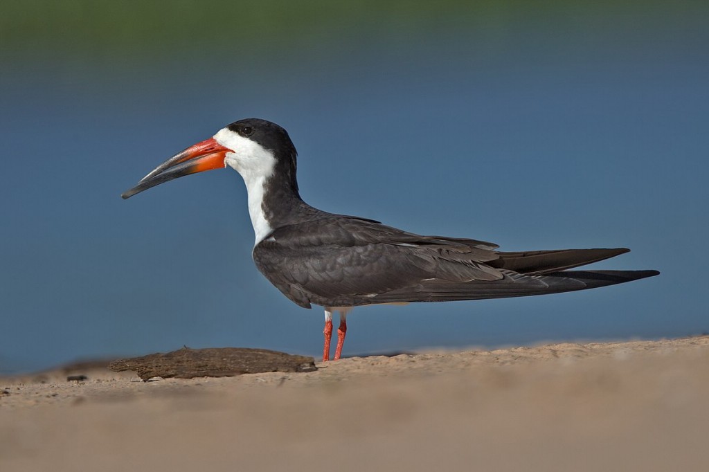 caracteristicas do bico-de-tesoura