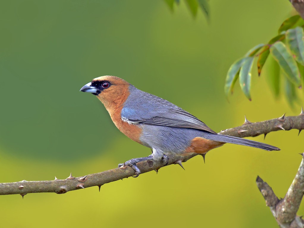 caracteristicas do bico-de-veludo