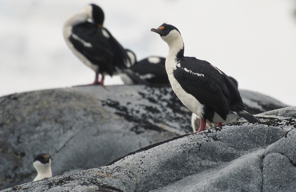 caracteristicas do bigua-da-macquarie