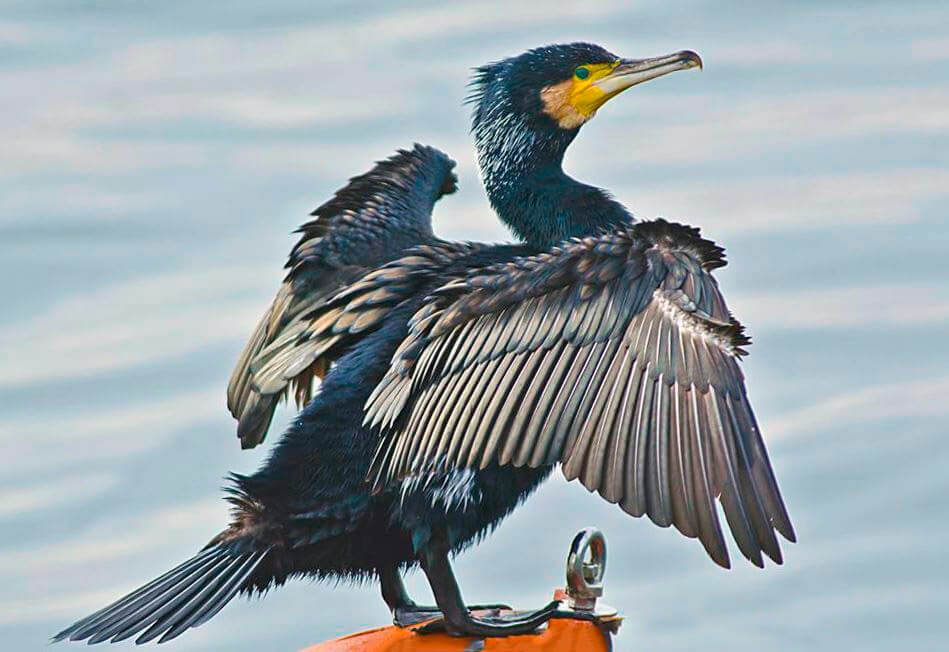 características do bigua-das-kerguelen