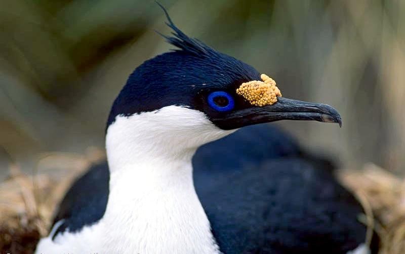 características do bigua-das-shetland