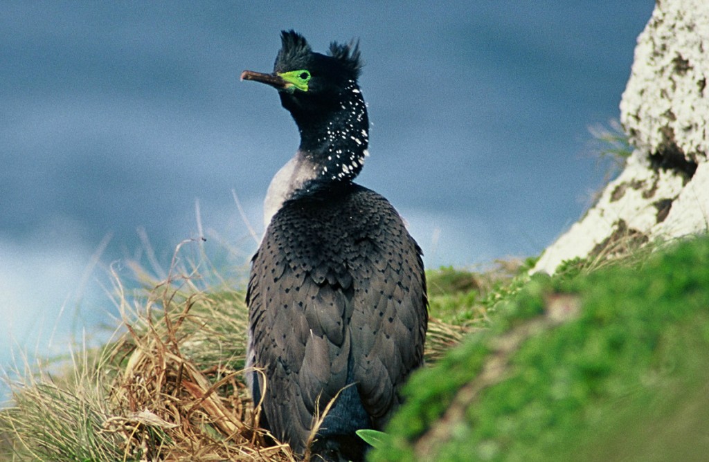 características do bigua-de-cara-verde