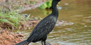 características do biguazinho-preto