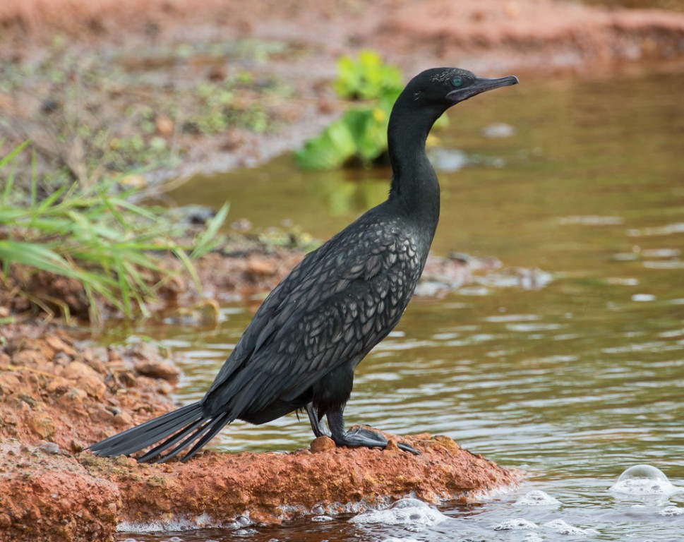 características do biguazinho-preto