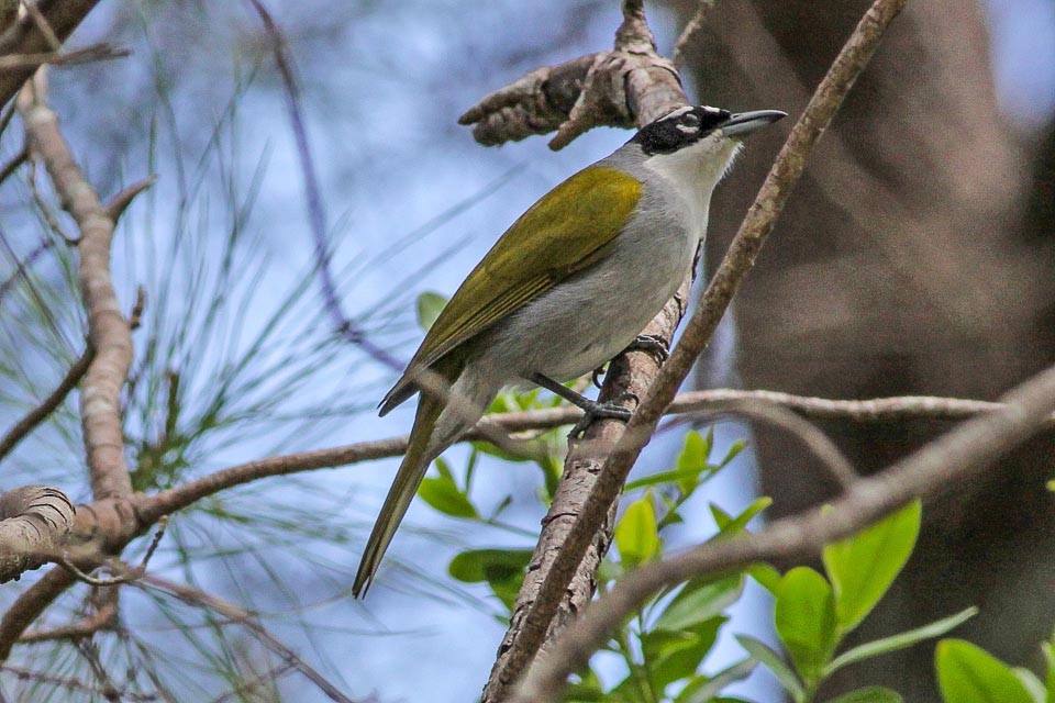 caracteristicas do black-crowned tanager