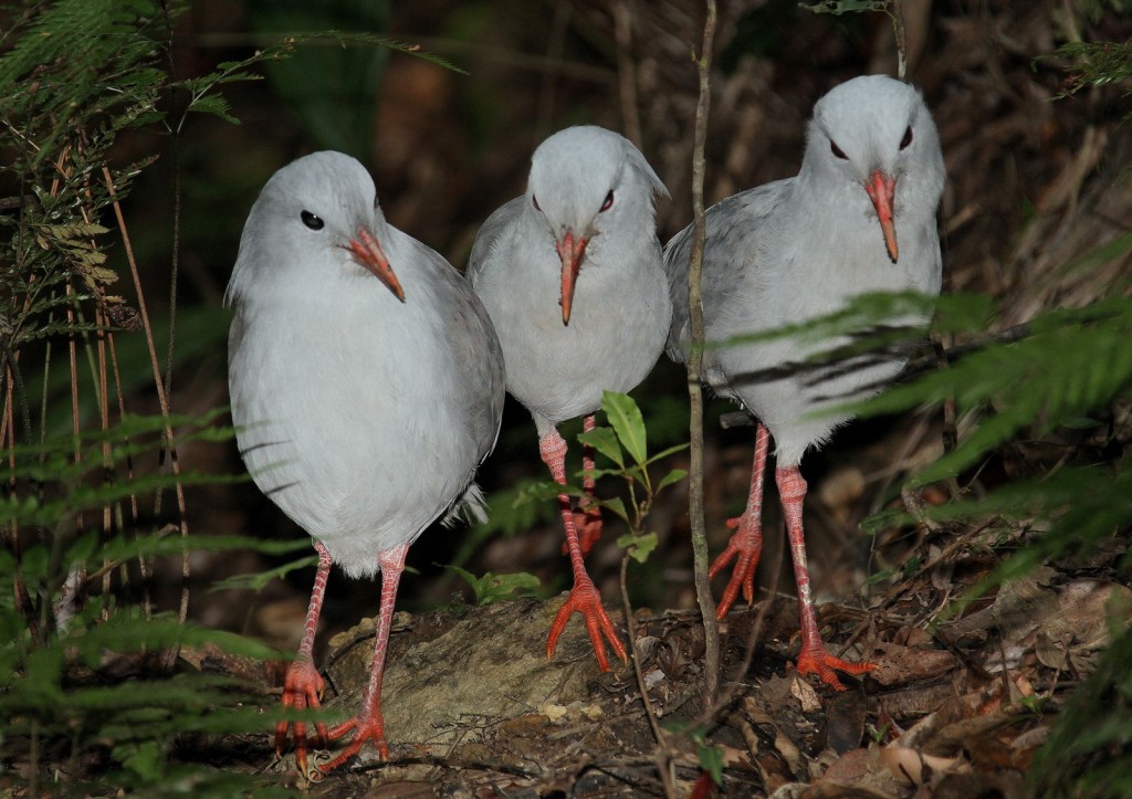 características do cagu