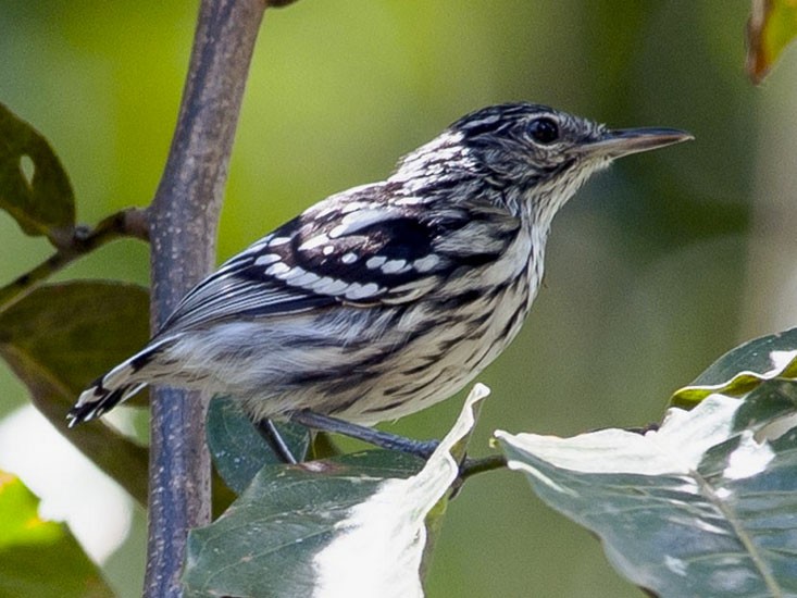 caracteristicas do choquinha-de-garganta-amarela