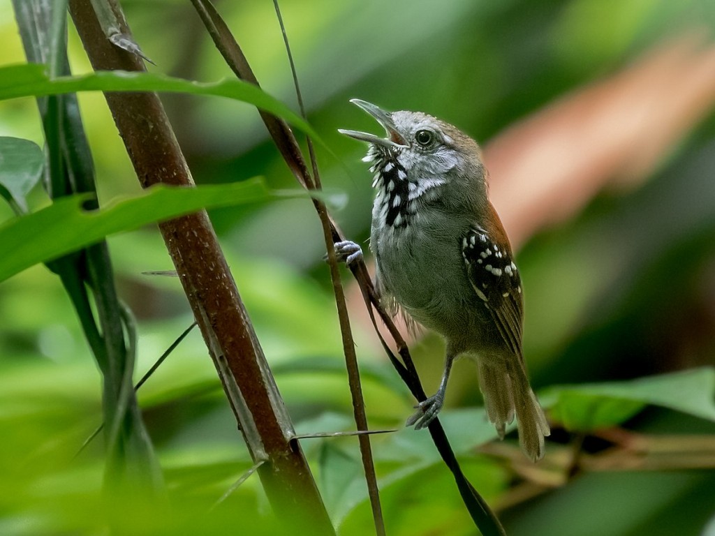 caracteristicas do choquinha-de-garganta-carijo