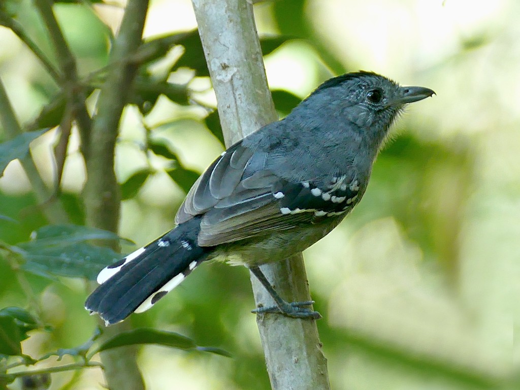 caracteristicas do choquinha-de-garganta-clara