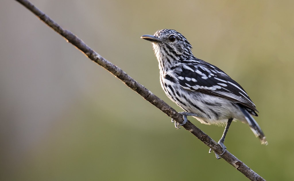 caracteristicas do choquinha-de-peito-riscado