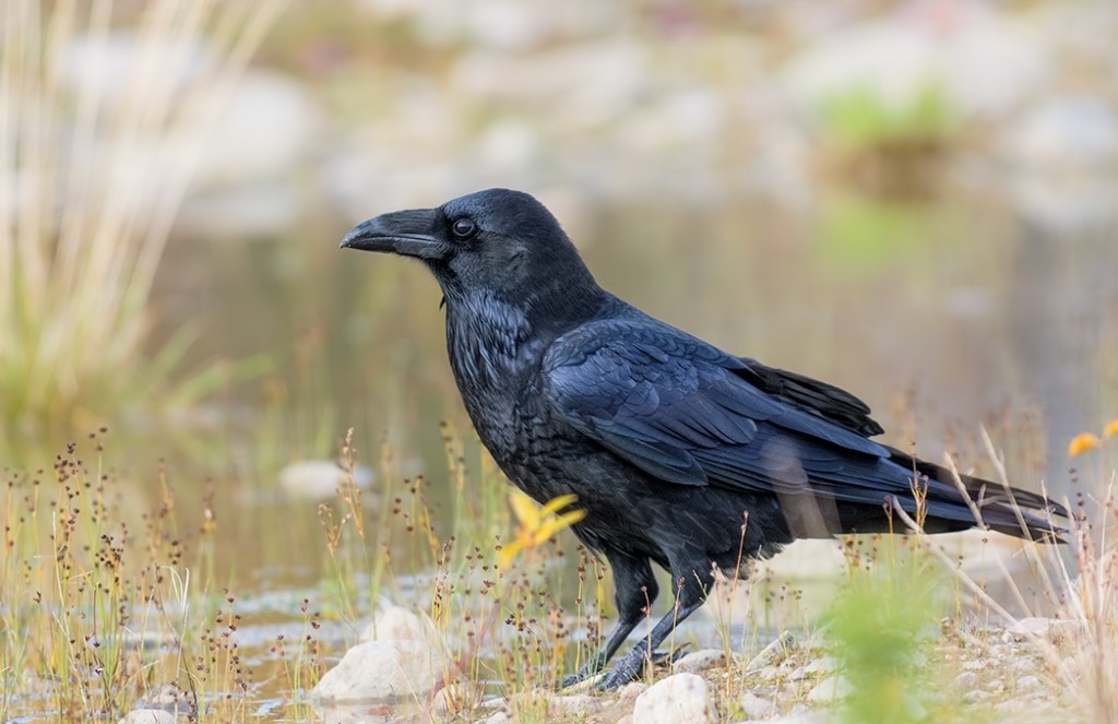 caracteristicas do corvo comum