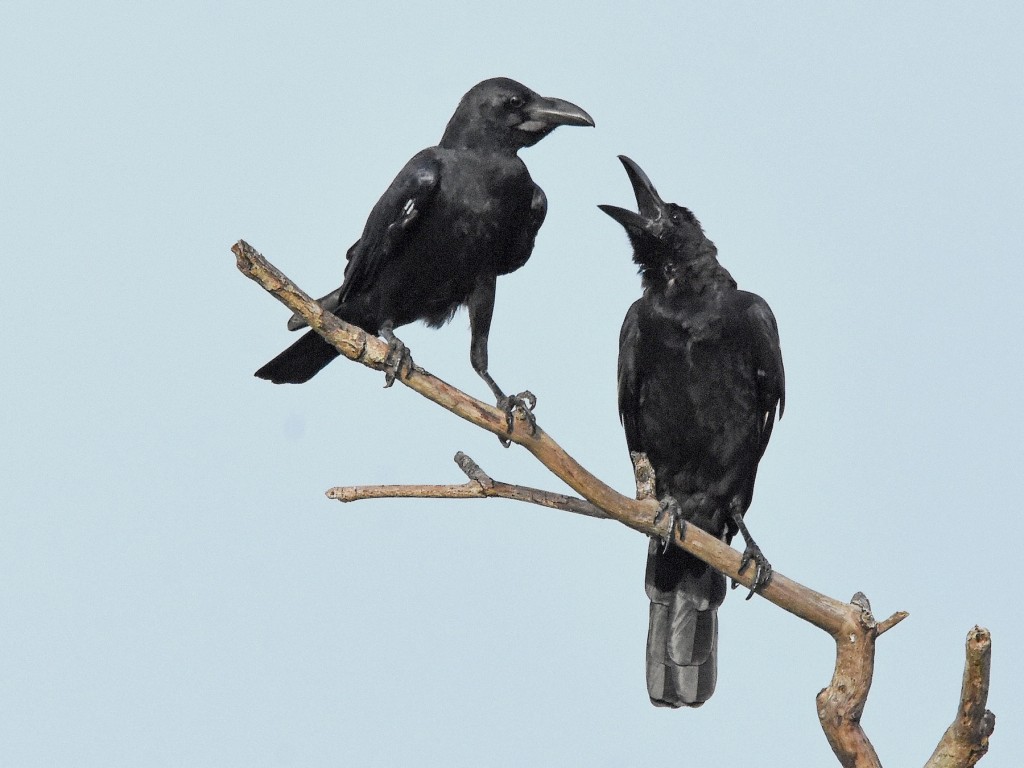 características do corvo de bico grosso
