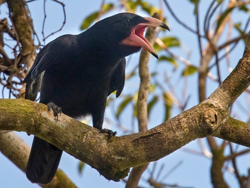 características do corvo woodfordi