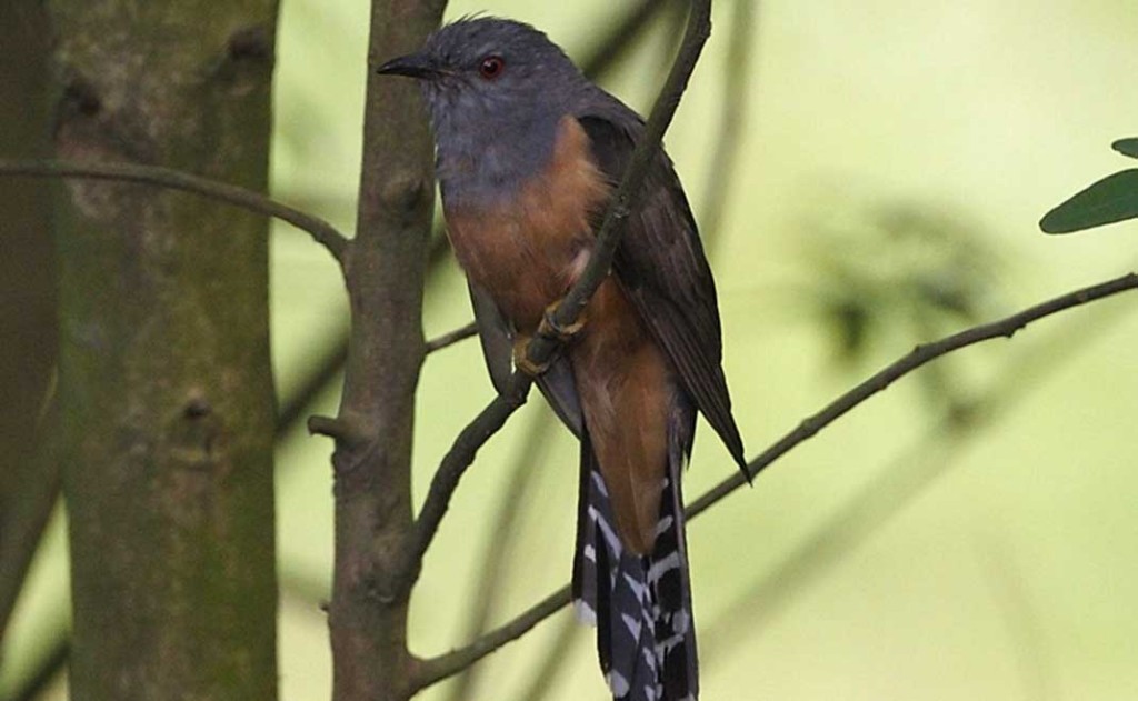 caracteristicas do cuco-de-peito-castanho