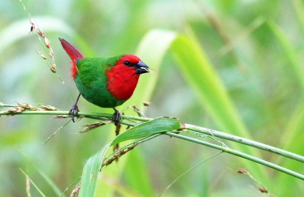 características do diamante-bicolor