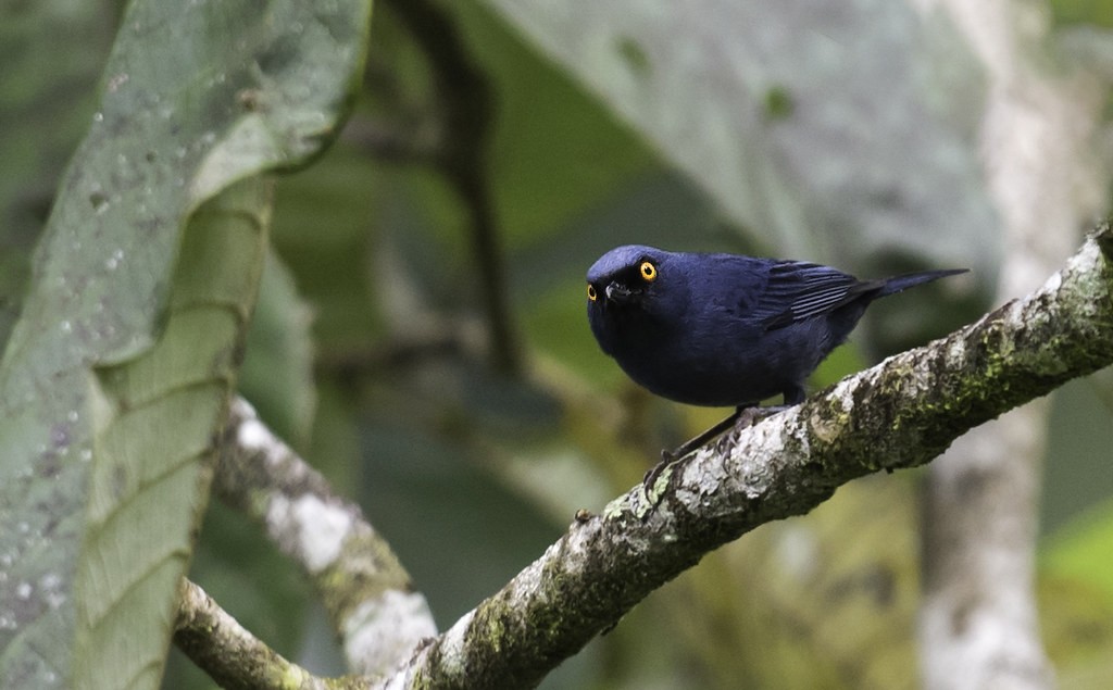 caracteristicas do diglosa azul