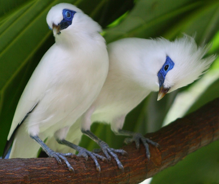 caracteristicas do estorninho-de-bali