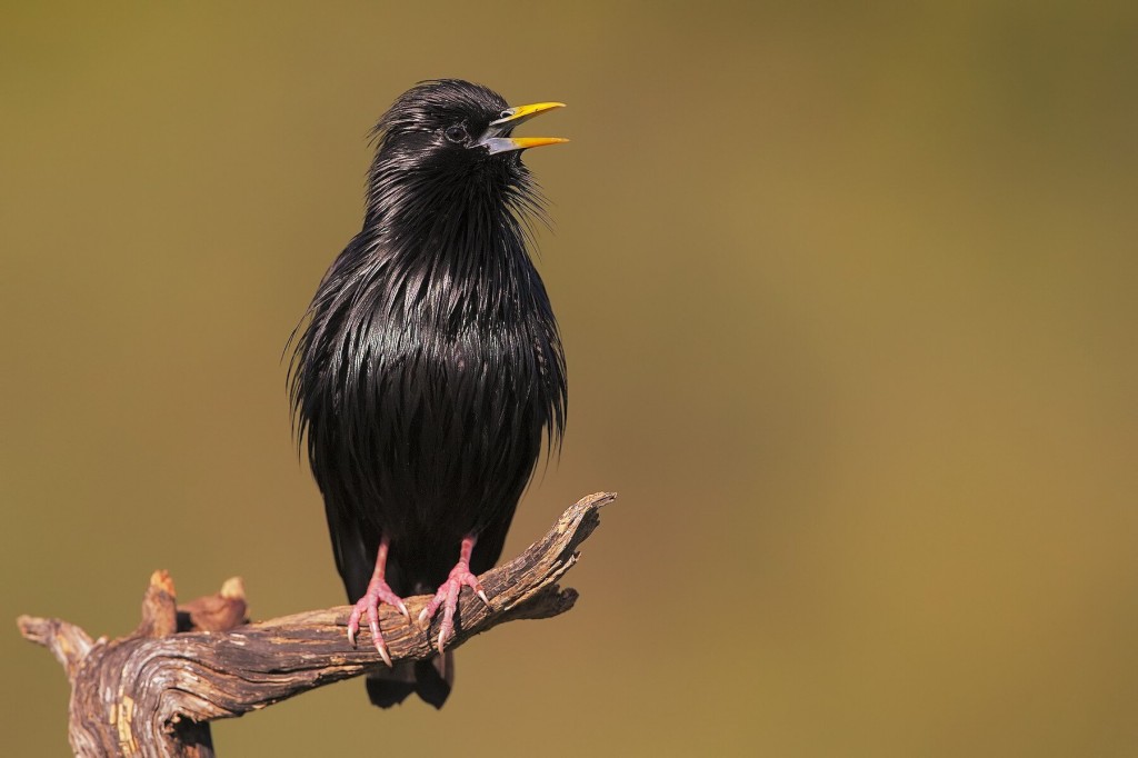 caracteristicas do estorninho-preto