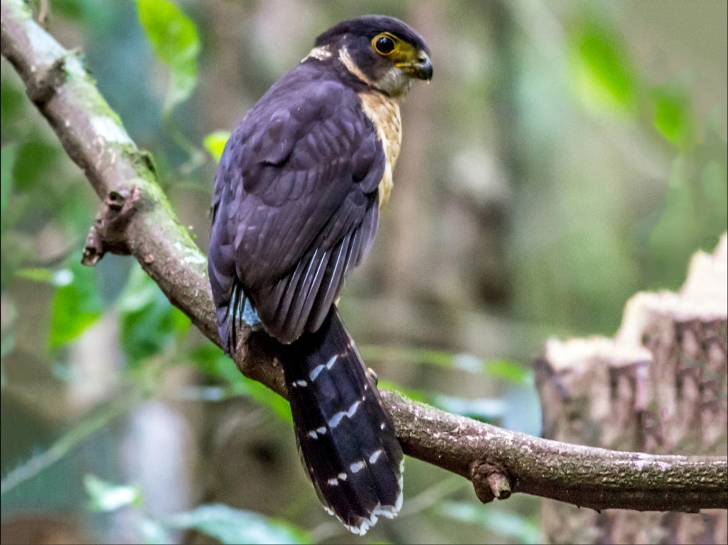 caracteristicas do falcao-relogio