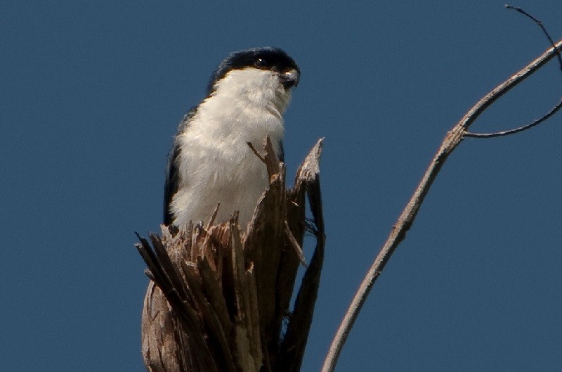 caracteristicas do falconete bicolor