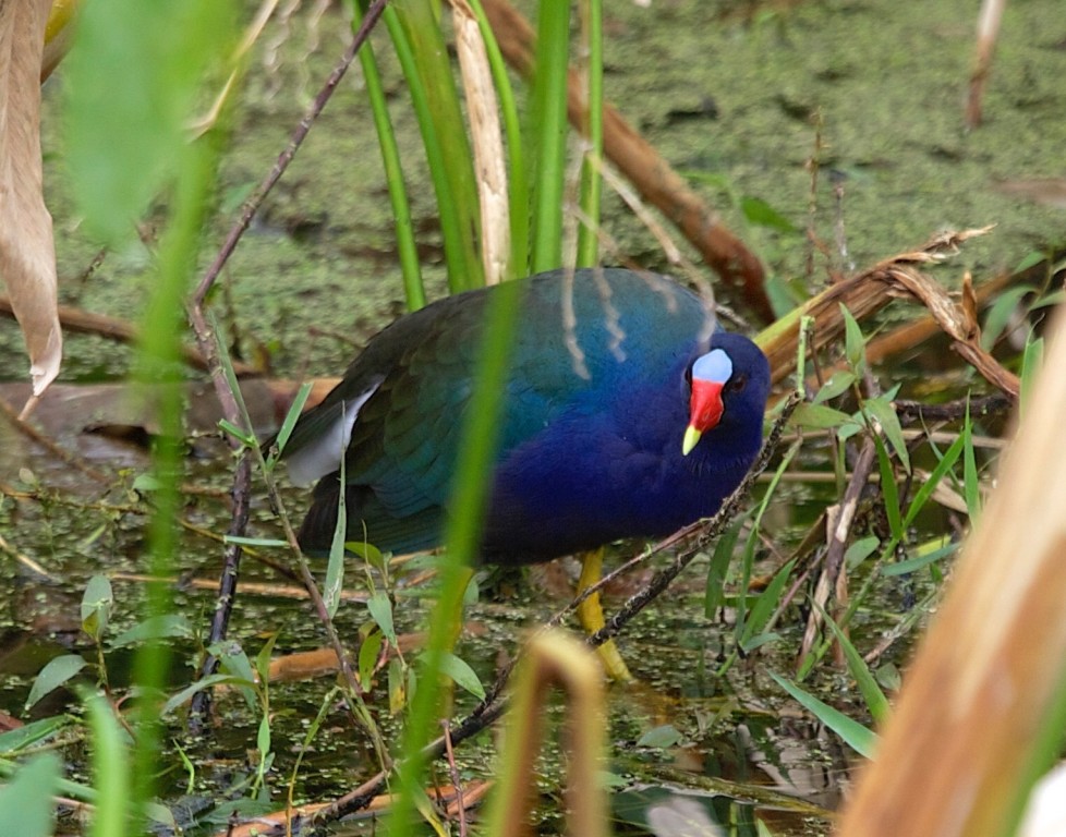 caracteristicas do frango-de-agua-azul