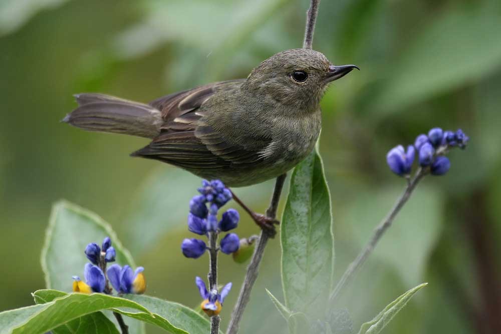 caracteristicas do fura-flor-plumbeo