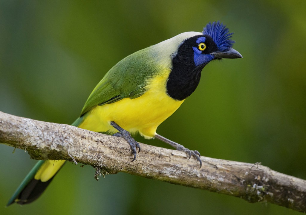 características do gaio-verde