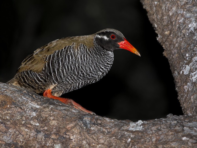 caracteristicas do gallirallus okinawae