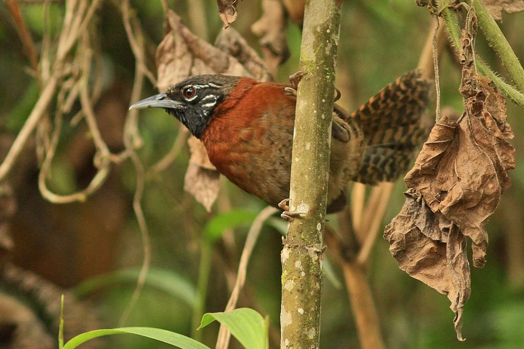 caracteristicas do garrinchao-coraia