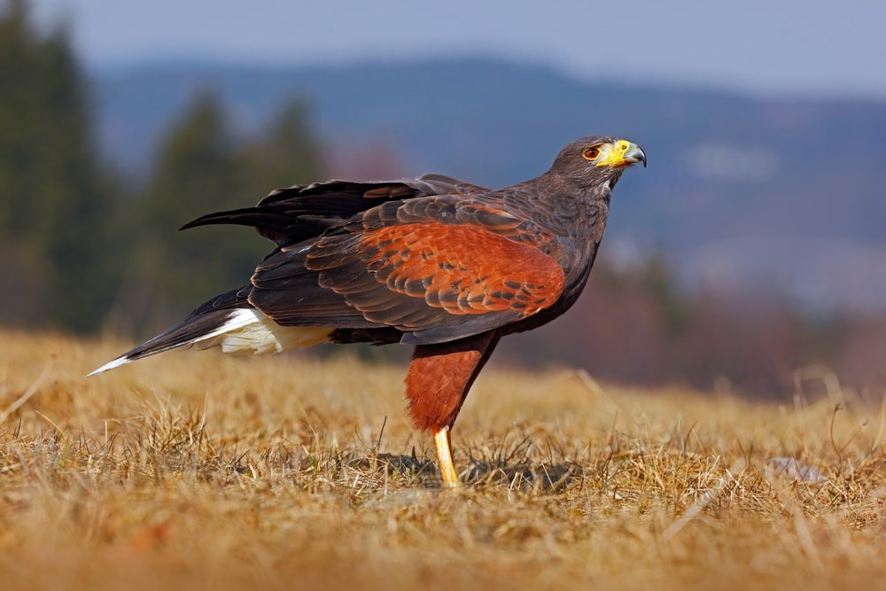 caracteristicas do gaviao-asa-de-telha