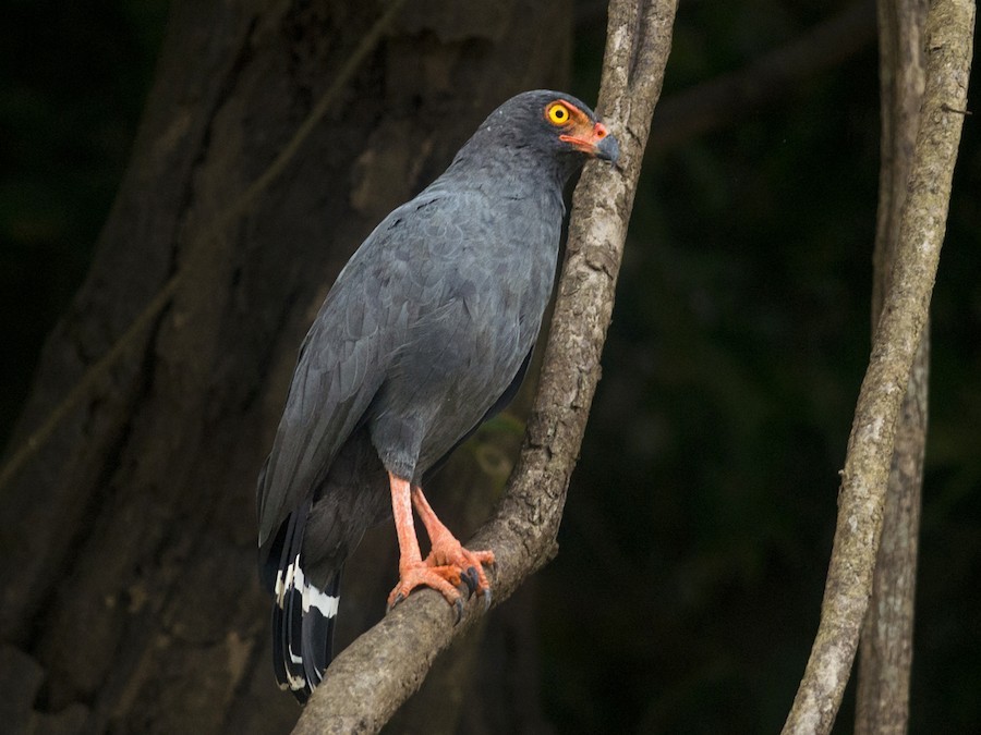 caracteristicas do gaviao-azul