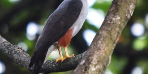 características do gaviao-bombachinha-grande