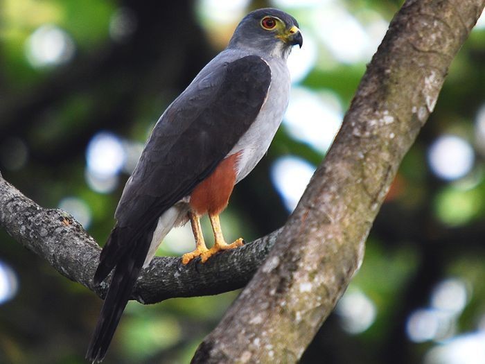 características do gaviao-bombachinha-grande