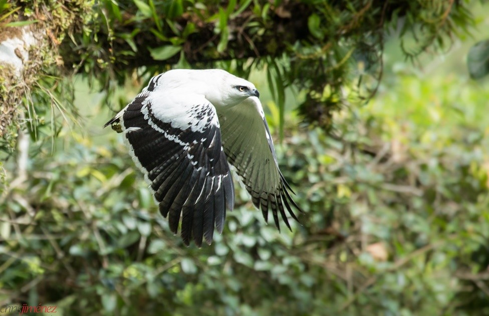 características do gaviao-branco