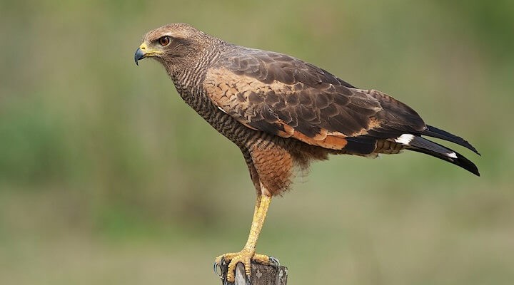 características do gaviao-caboclo