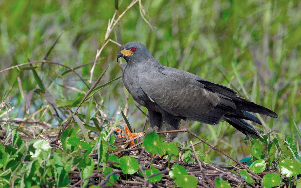 características do gaviao-caramujeiro