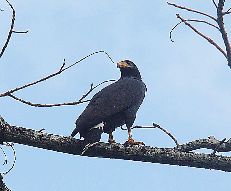 caracteristicas do gaviao-caranguejeiro-negro