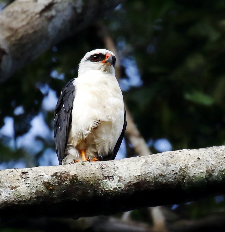 caracteristicas do gaviao-de-cara-preta