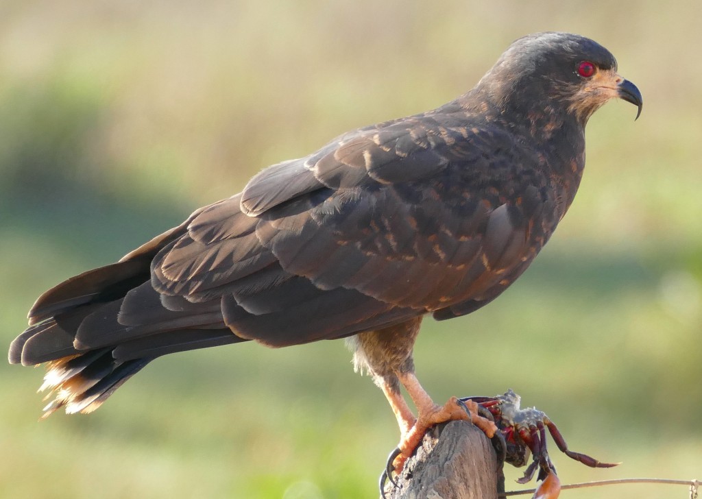 caracteristicas do gaviao-do-igapo