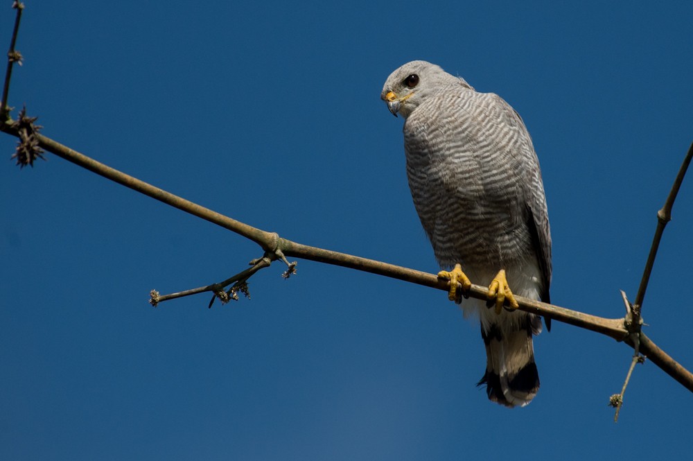 caracteristicas do gaviao-pedres