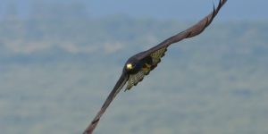 caracteristicas do gaviao-urubu