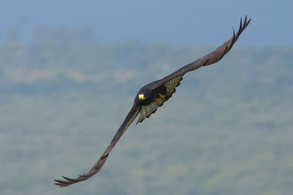 caracteristicas do gaviao-urubu