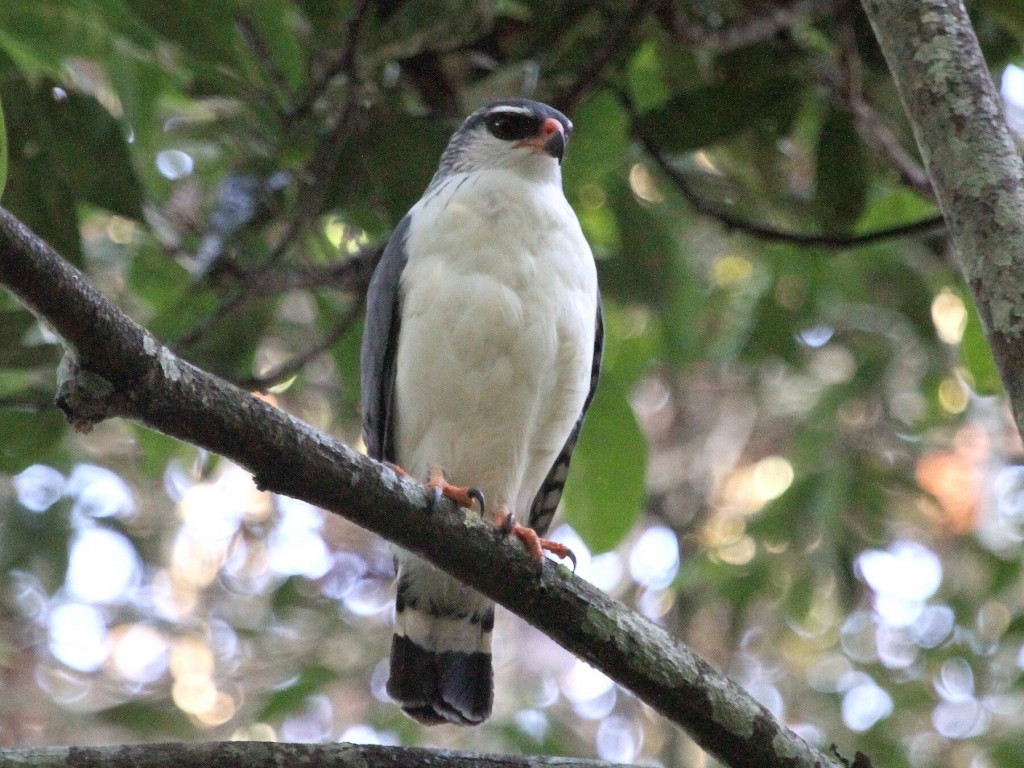 caracteristicas do gaviao-vaqueiro