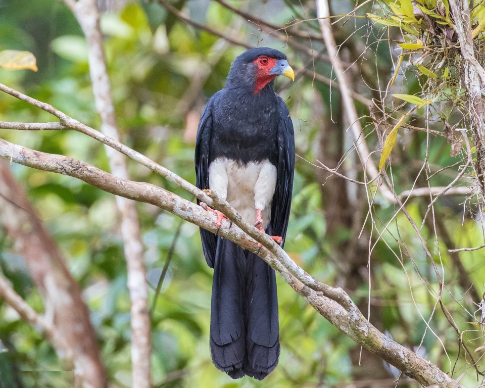 características do gralhao