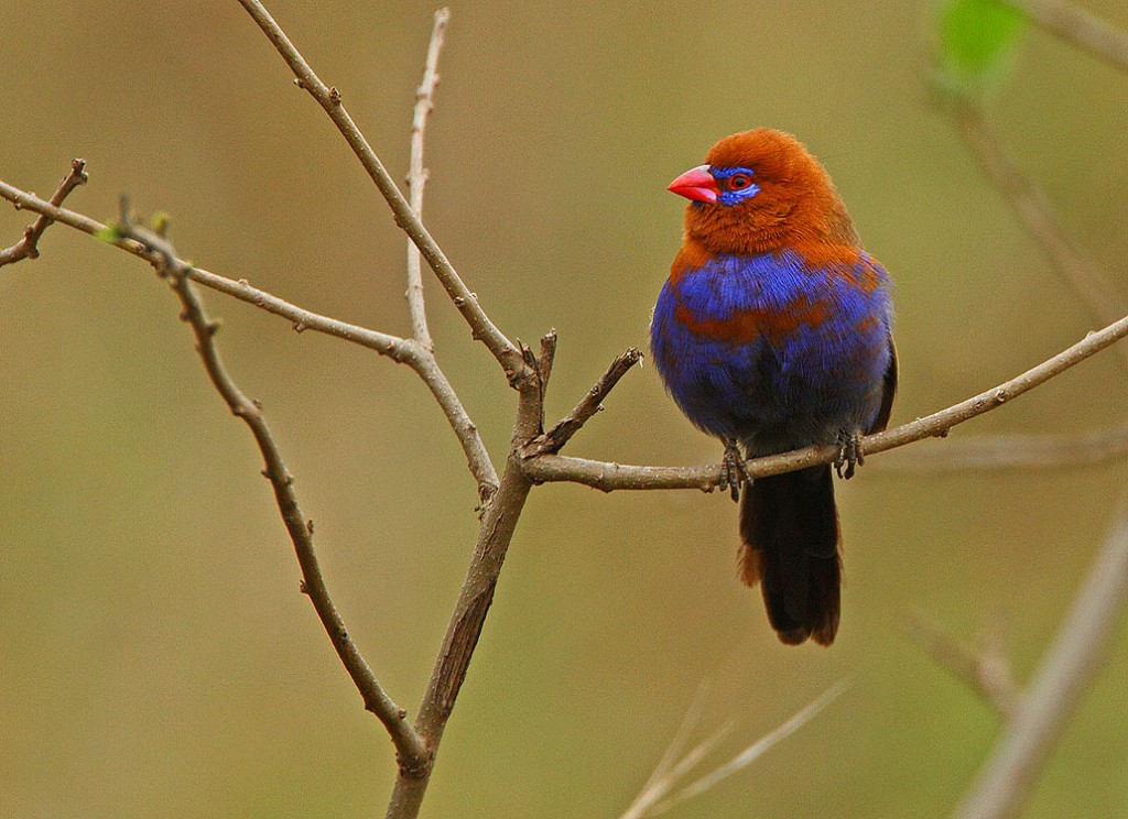 características do granadeiro-purpura