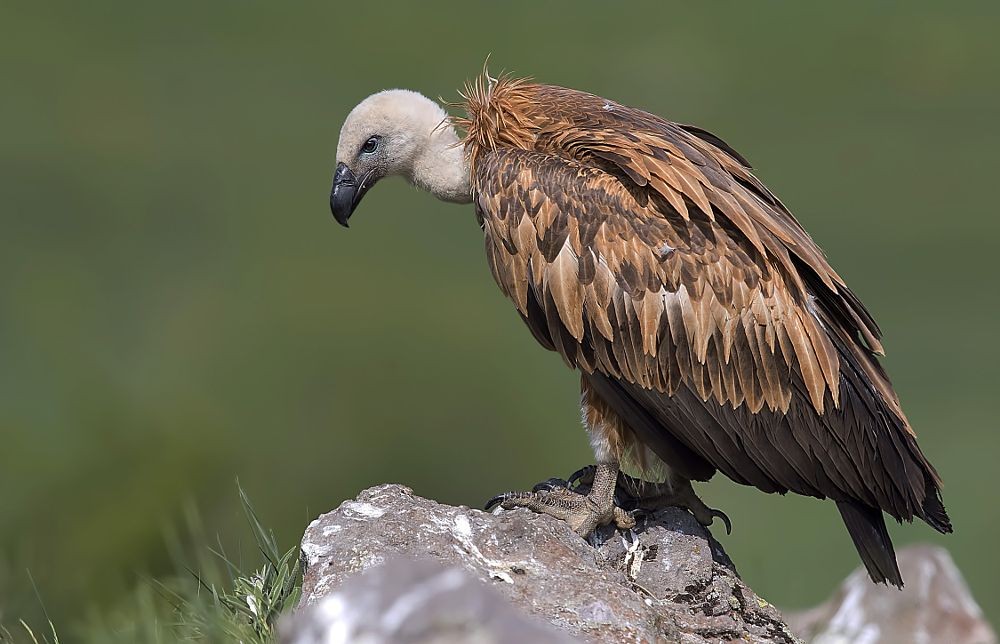 caracteristicas do grifo-eurasiático