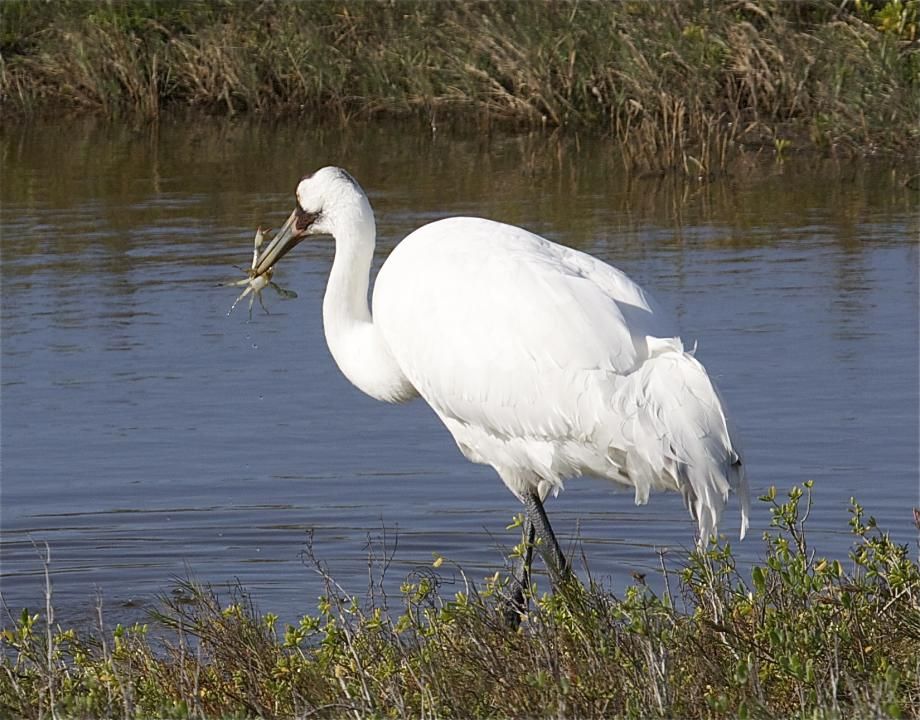 caracteristicas do grou-americano