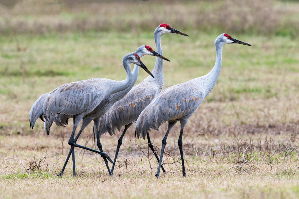 características do grou-australiano