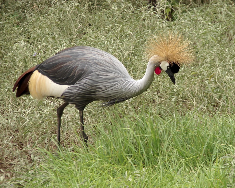 características do grou-coroado-oriental